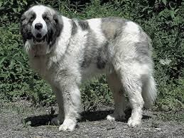 犬を家族に迎える前に